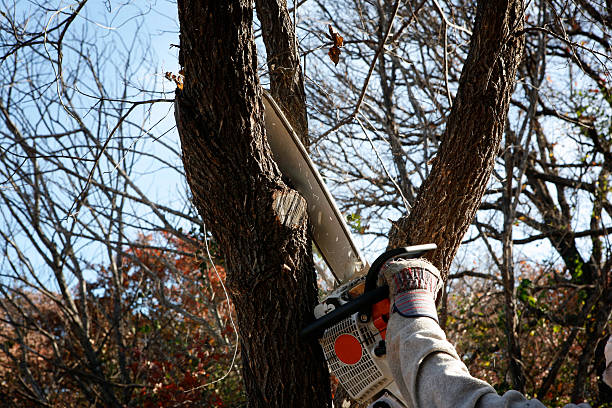 How Our Tree Care Process Works  in  Pottsville, PA